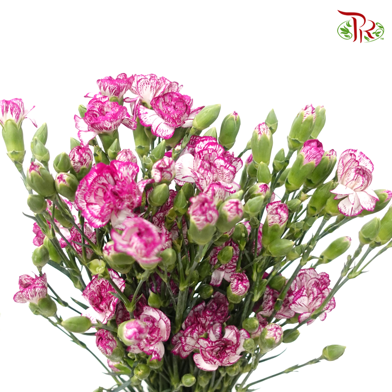 Carnation Spray - White Violet (19-20 Stems)-White With Purple Outline-China-prflorist.com.my