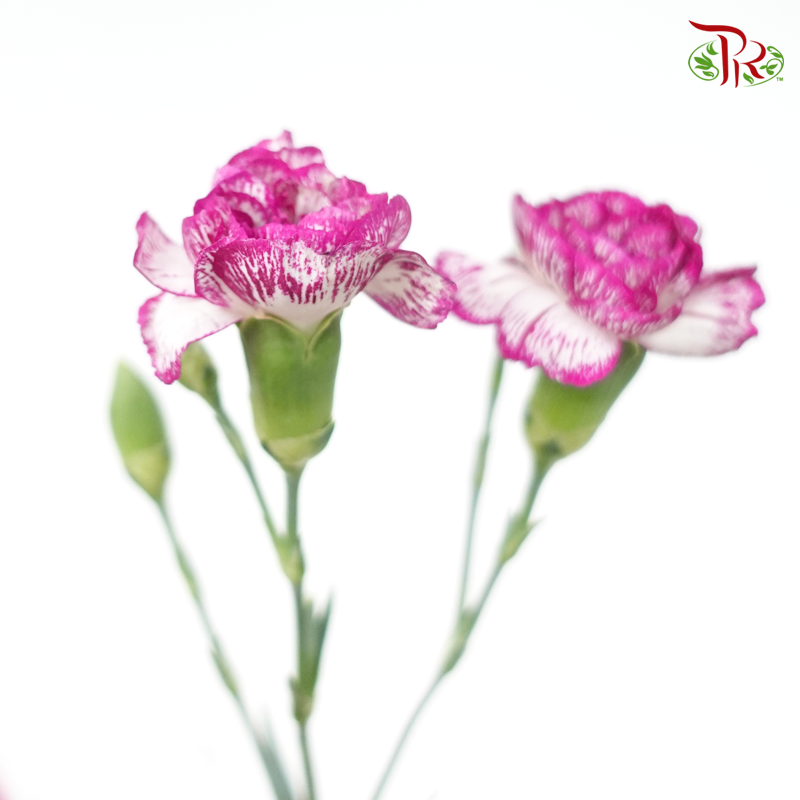 Carnation Spray - White Violet (19-20 Stems)-White With Purple Outline-China-prflorist.com.my