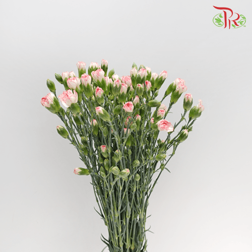 Carnation Spray - White With Pink Line (19-20 Stems)-White-China-prflorist.com.my