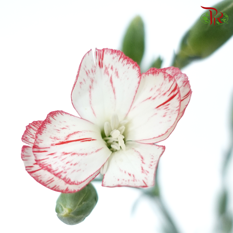 Carnation Spray - White With Red Line (19-20 Stems)-White-China-prflorist.com.my