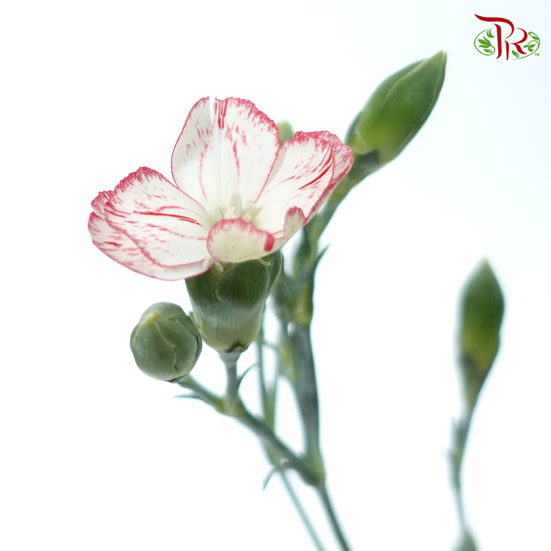 Carnation Spray - White With Red Line (19-20 Stems)-White-China-prflorist.com.my