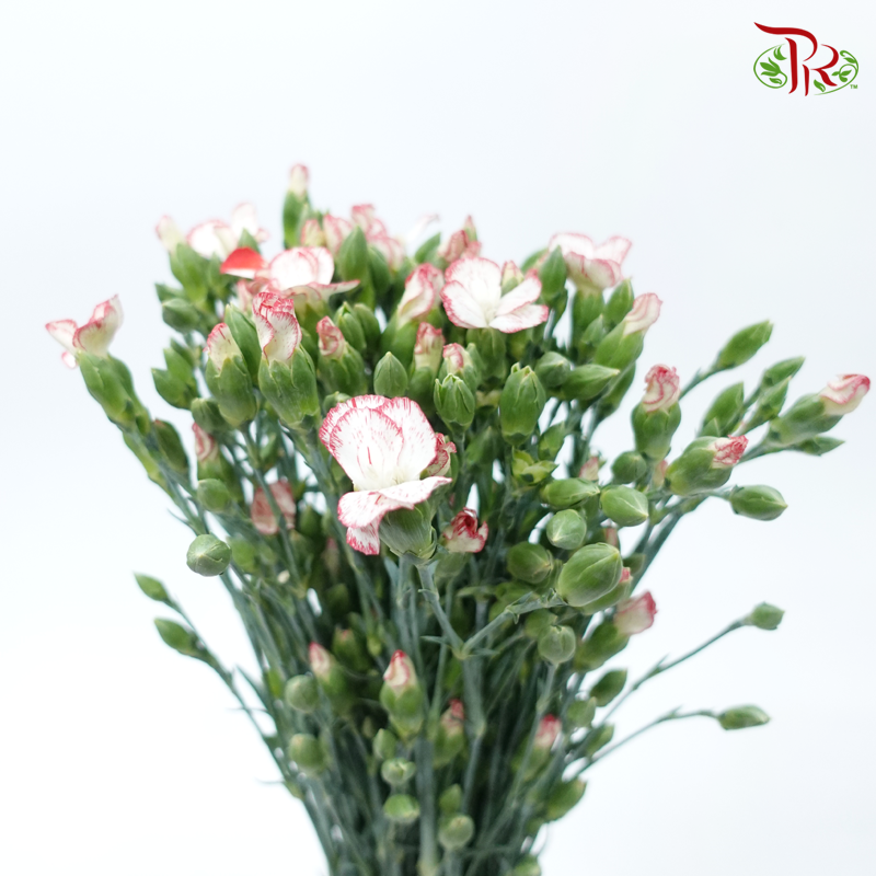 Carnation Spray - White With Red Line (19-20 Stems)-White-China-prflorist.com.my