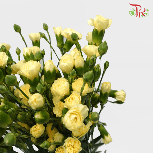 Carnation Spray - Xanthe (19-20 Stems)-Yellow-Vietnam-prflorist.com.my