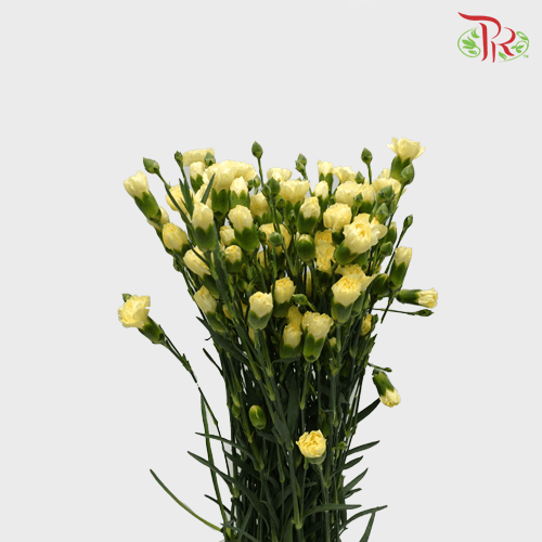 Carnation Spray - Xanthe (19-20 Stems)-Yellow-Vietnam-prflorist.com.my