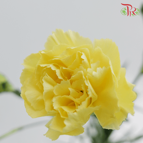 Carnation Spray - Yellow (20 Stems)-Yellow-Malaysia-prflorist.com.my