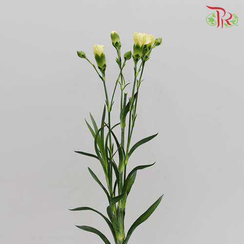 Carnation Spray - Yellow (20 Stems)-Yellow-Malaysia-prflorist.com.my