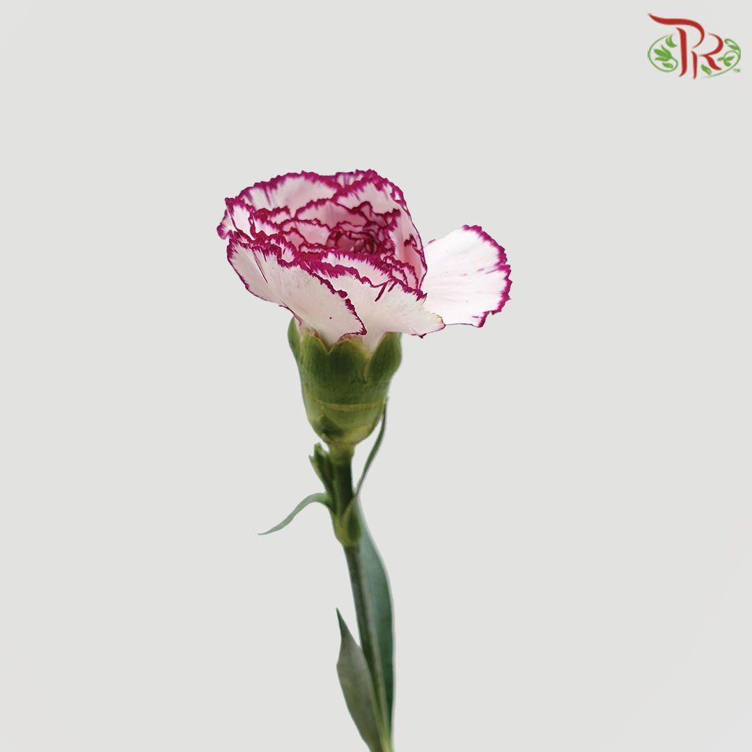 Carnation - St Car Perfect (18-20 Stems)-Purple-Vietnam-prflorist.com.my