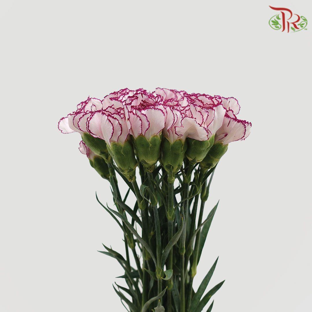Carnation - St Car Perfect (18-20 Stems)-Purple-Vietnam-prflorist.com.my
