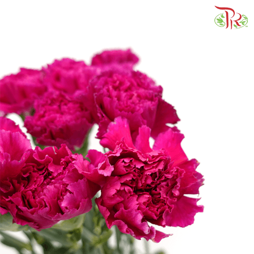 Carnation - St Dark Purple / Violet (18-20 Stems)-Purple-China-prflorist.com.my