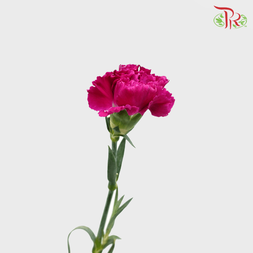Carnation - St Dark Purple / Violet (18-20 Stems)-Purple-China-prflorist.com.my