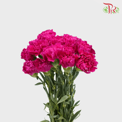 Carnation - St Dark Purple / Violet (18-20 Stems)-Purple-China-prflorist.com.my