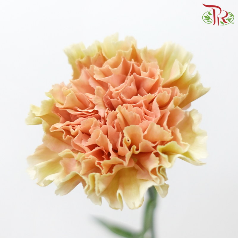 Carnation - ST. Mocha (18-20 Stems)-Mocha-China-prflorist.com.my