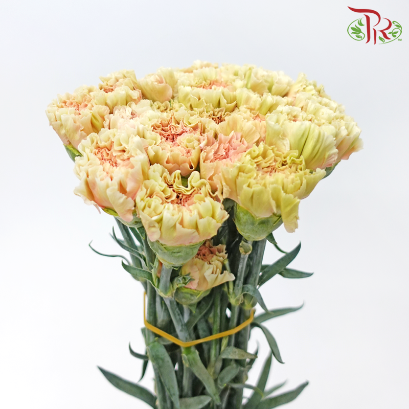 Carnation - ST. Mocha (18-20 Stems)-Mocha-China-prflorist.com.my