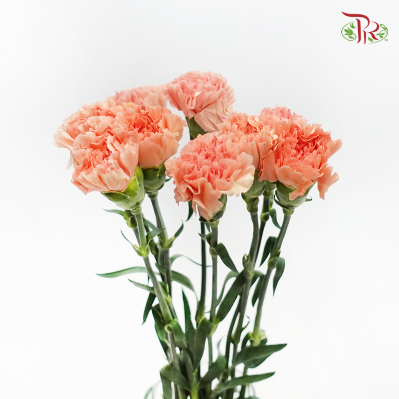 Carnation - Tamarindo (10 Stems)-Orange-Kenya-prflorist.com.my