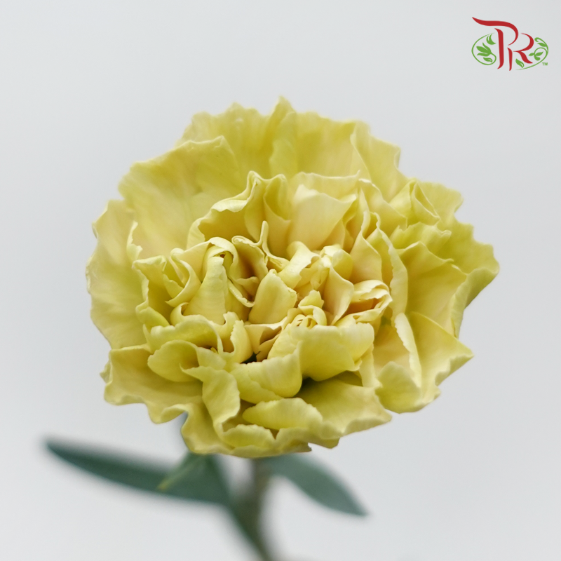 Carnation - Tea Green (18-20 Stems)-Green-China-prflorist.com.my