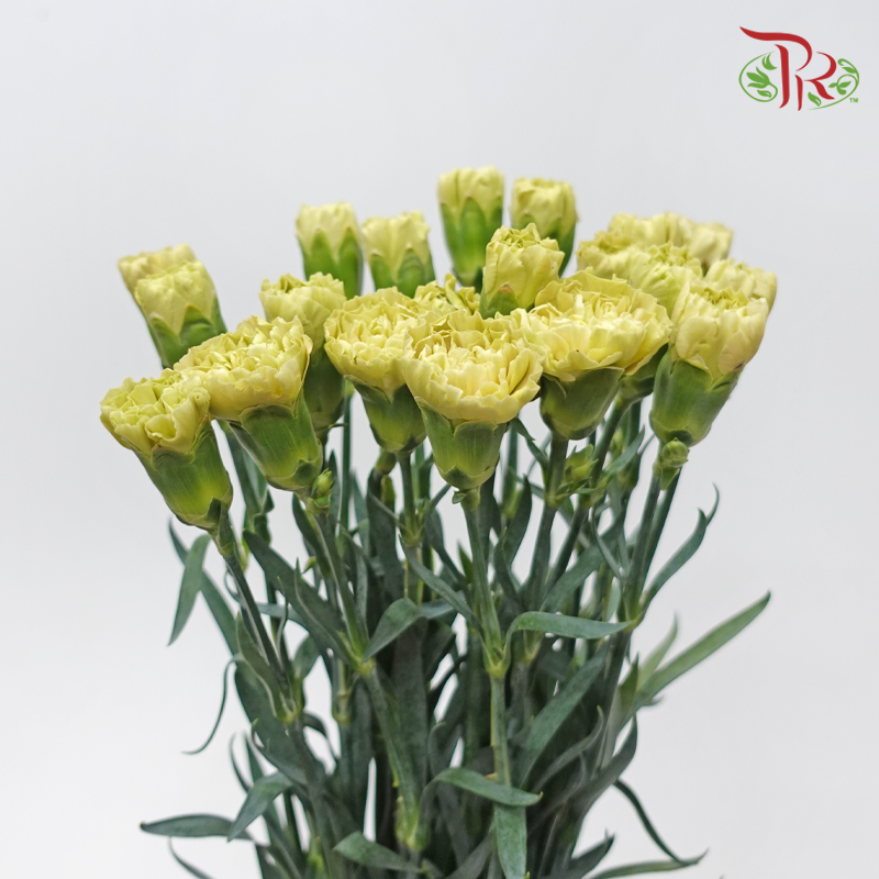 Carnation - Tea Green (18-20 Stems)-Green-China-prflorist.com.my
