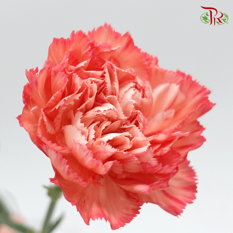 Carnation - Tone Orange ( 18-20stems )-Orange-China-prflorist.com.my