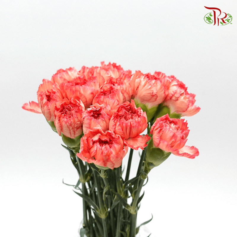 Carnation - Tone Orange ( 18-20stems )-Orange-China-prflorist.com.my