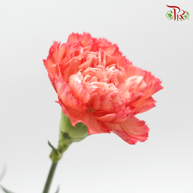Carnation - Tone Orange ( 18-20stems )-Orange-China-prflorist.com.my