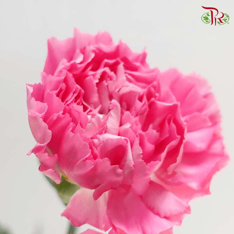 Carnation - Tonic Golem ( 18-20stems )-Vietnam-prflorist.com.my