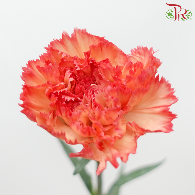 Carnation - Tundra (18-20 Stems)-Tundra-China-prflorist.com.my