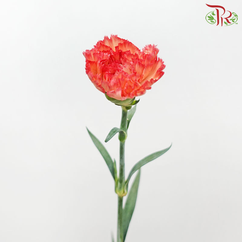 Carnation - Tundra (18-20 Stems)-Tundra-China-prflorist.com.my
