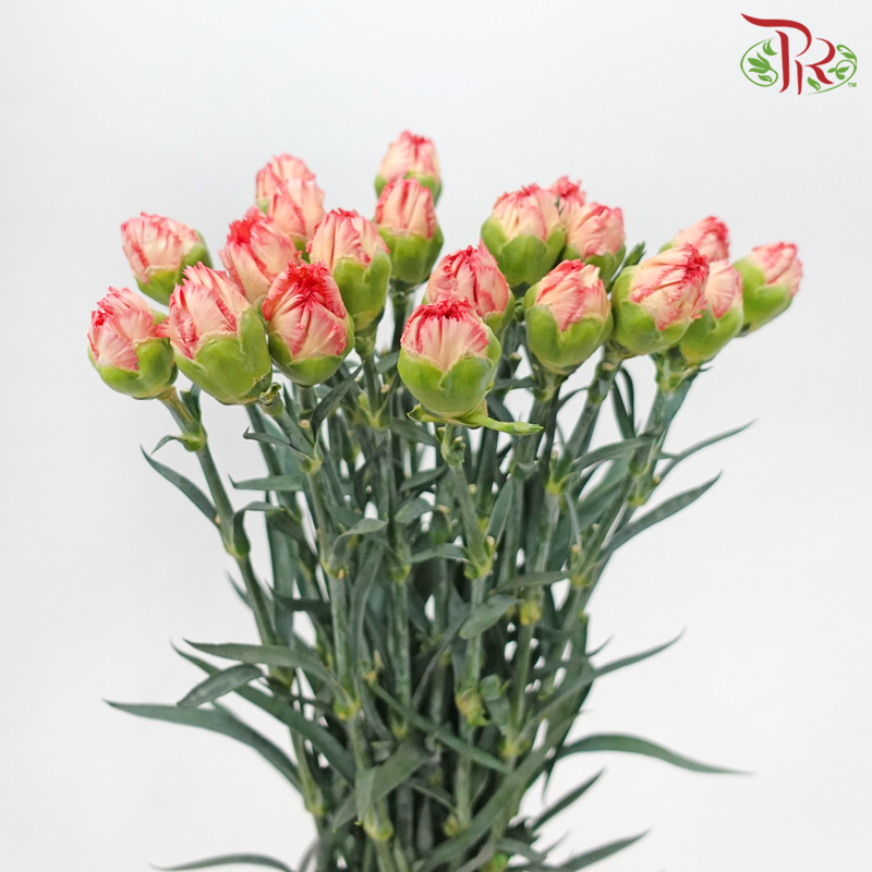 Carnation - Tundra (18-20 Stems)-Tundra-China-prflorist.com.my
