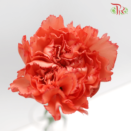 Carnation - Two Tone Orange (18-20 Stems)-Orange-China-prflorist.com.my