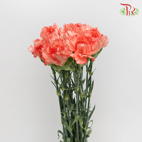 Carnation - Two Tone Orange (18-20 Stems)-Orange-China-prflorist.com.my