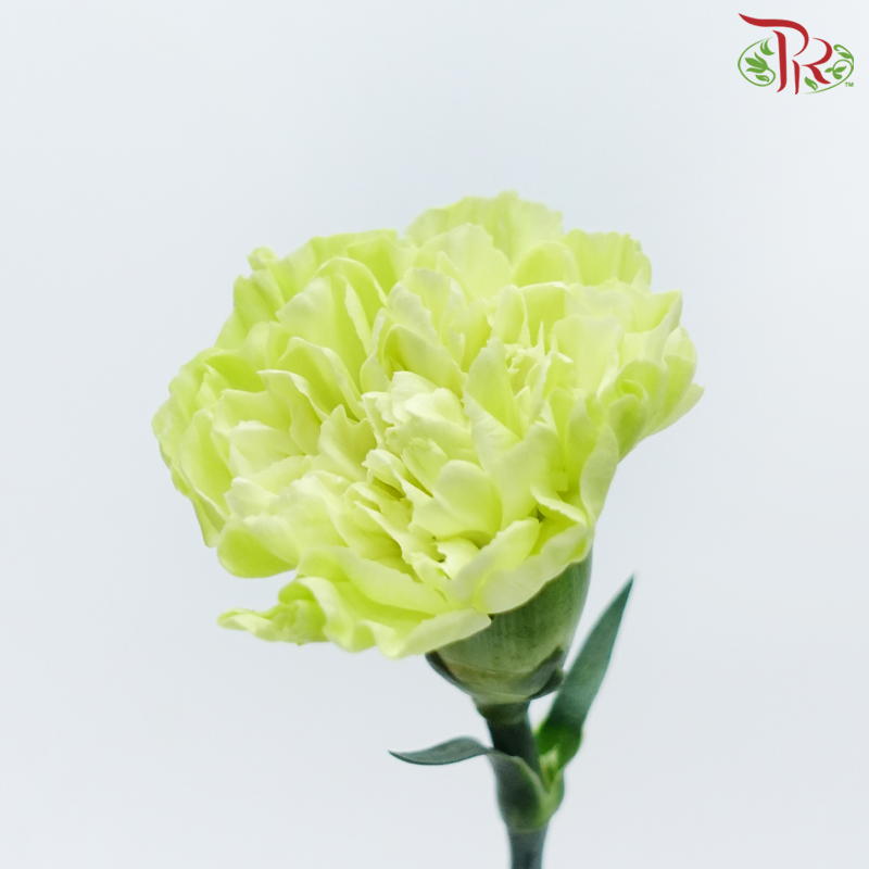Carnation - Wasabi Green (19-20 Stems)-Green-Vietnam-prflorist.com.my