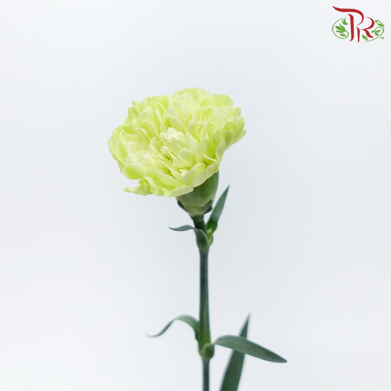Carnation - Wasabi Green (19-20 Stems)-Green-Vietnam-prflorist.com.my