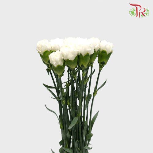 Carnation - White (18-20 Stems)-White-Malaysia-prflorist.com.my