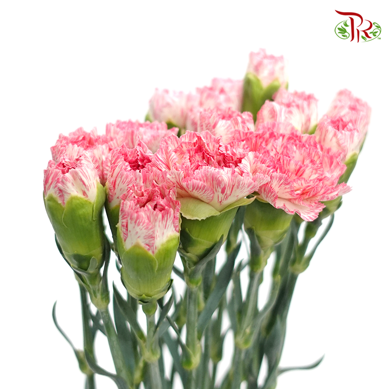 Carnation - White Pink (18-20 Stems)-Pink-China-prflorist.com.my