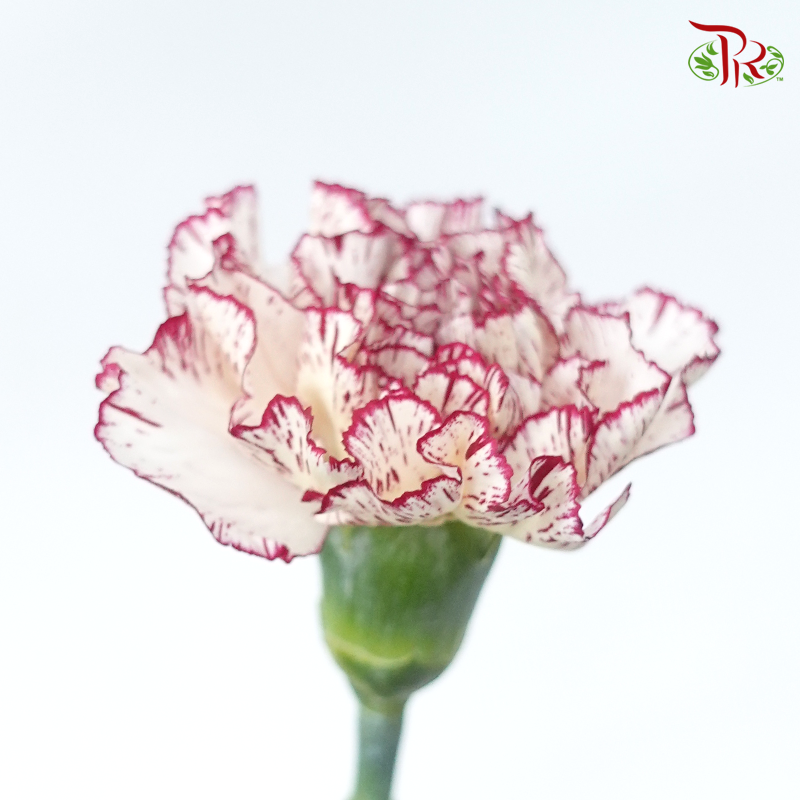 Carnation - White With Burgundy Line (18-20 Stems)-White-China-prflorist.com.my