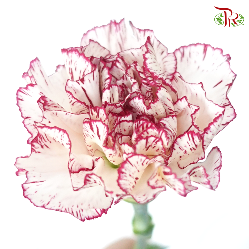 Carnation - White With Burgundy Line (18-20 Stems)-White-China-prflorist.com.my