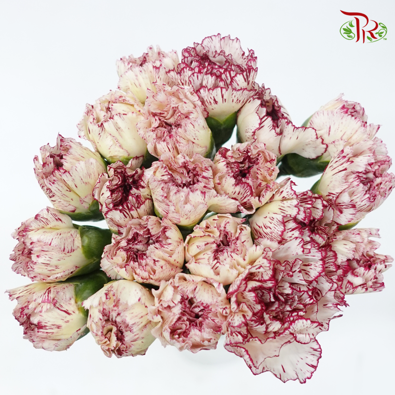 Carnation - White With Burgundy Line (18-20 Stems)-White-China-prflorist.com.my