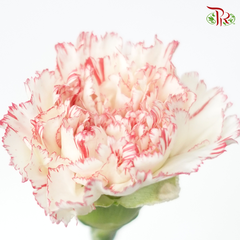 Carnation - White With Light Red Line (18-20 Stems)-White-China-prflorist.com.my