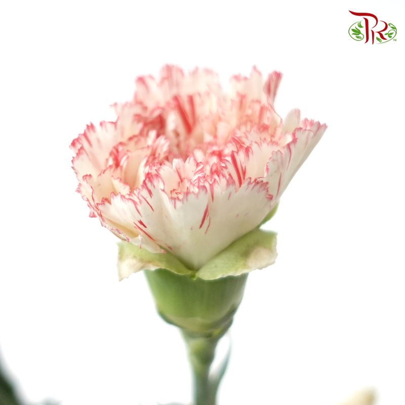 Carnation - White With Light Red Line (18-20 Stems)-White-China-prflorist.com.my