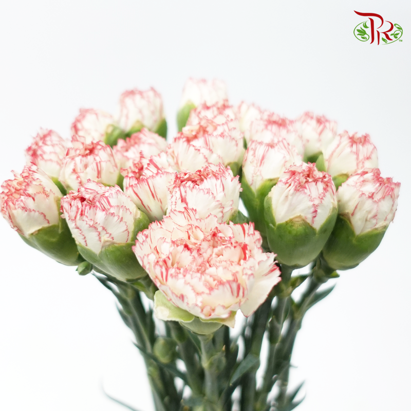 Carnation - White With Light Red Line (18-20 Stems)-White-China-prflorist.com.my