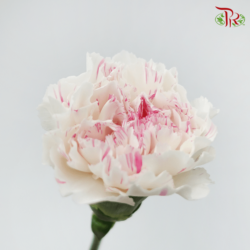 Carnation《康乃馨》