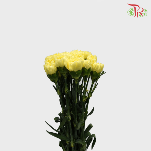 Carnation - Yellow (18-20 Stems)-Yellow-Malaysia-prflorist.com.my
