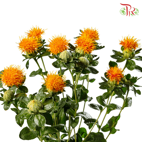 Carthamus - (5 Stems)-Orange-Netherland-prflorist.com.my