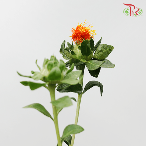 Carthamus - (5 Stems)-Orange-Netherland-prflorist.com.my