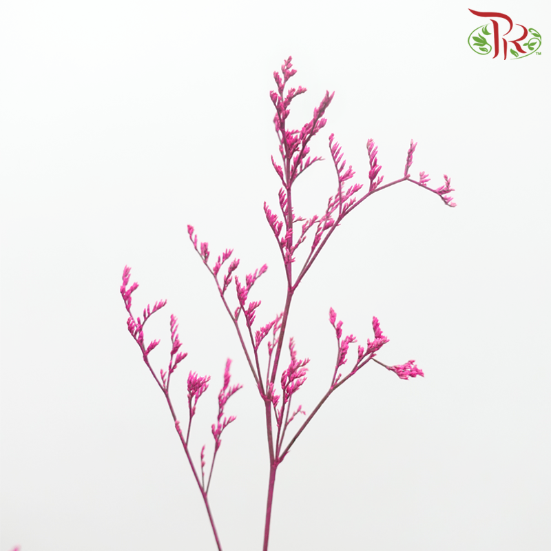 Caspia Dyed - Fuschia Pink (Per Bunch)-Fuschia Pink-China-prflorist.com.my