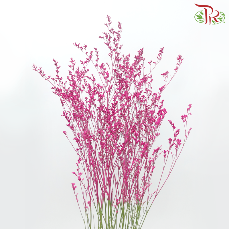 Caspia Dyed - Fuschia Pink (Per Bunch)-Fuschia Pink-China-prflorist.com.my