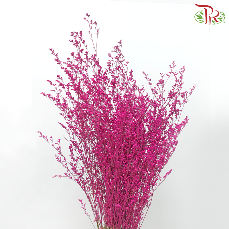 Caspia Dyed - Fuschia Pink (Per Bunch)-Fuschia Pink-China-prflorist.com.my