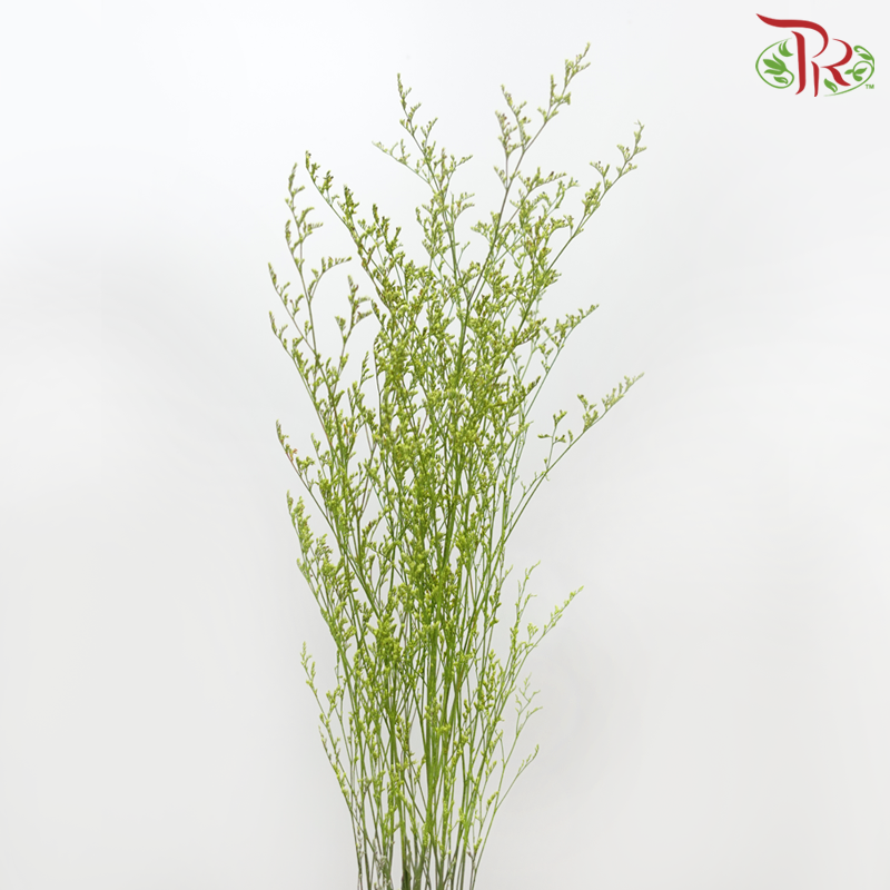 Caspia Dyed - Green (Per Bunch)-Green-China-prflorist.com.my