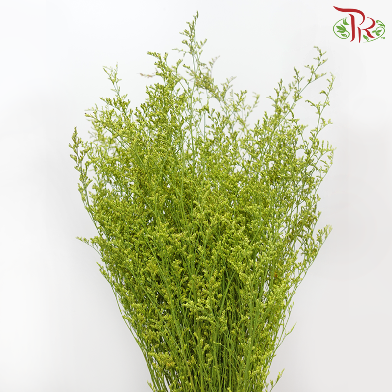 Caspia Dyed - Green (Per Bunch)-Green-China-prflorist.com.my