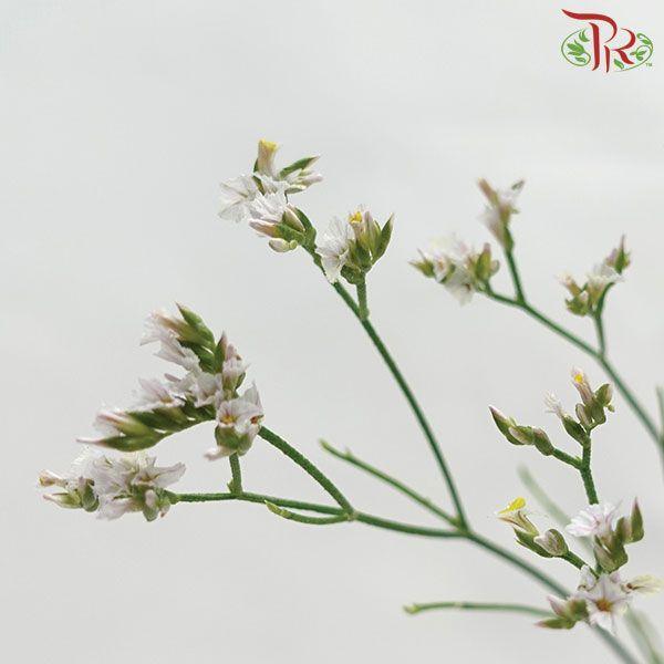 Caspia - Light Pink (Per Bunch)-Pink-China-prflorist.com.my