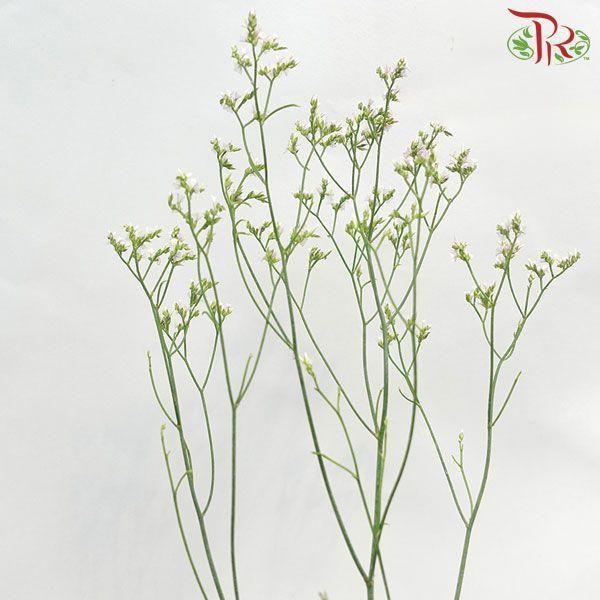 Caspia - Light Pink (Per Bunch)-Pink-China-prflorist.com.my